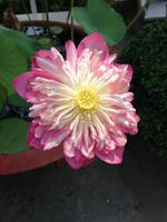 Ausflug ins Mekongdelta