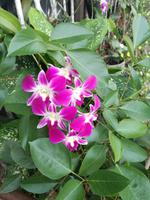 Ausflug ins Mekongdelta