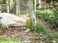 Ausflug ins Mekongdelta - Jackfrucht