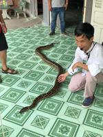 this is not a ringelnatter...