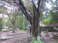 Baum im Garten des Ethnologischen Museums
