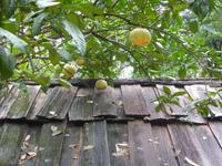 Im Garten des Ethnologischen Museums