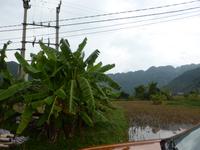 Bananenstauden und abgeerntete Reisfelder