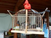 Bewohner im Pfahlhaus