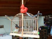 Bewohner im Pfahlhaus