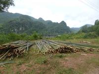 Geerntete Bambusrohre