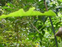 Suchbild: Heuschrecke