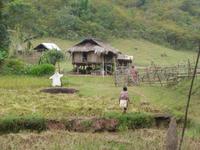 Bäuerin bei der Reisernte