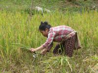 Mühselige Arbeit ...