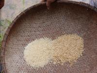 Verschiedene Sorten von Reis.