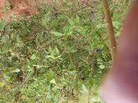 Soll das vielleicht die Ingwerpflanze sein?