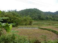 Reisfelder und -terrassen, wohin das Auge blickt