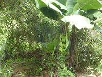 Bananestaude. Sie werden nicht in Plantagen angebaut, aber jeder Bauernhof hat eine solche zur Selbstversorgung.