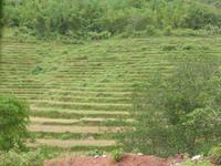 Abgeerntete Reisterrassen.
