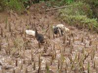 Jede Pfütze wird genutzt.
