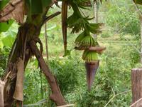 Blüte der Bananenstaude