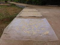 Der Samen wird zum Trocknen ausgebreitet.