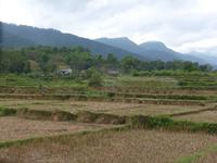 Abgeerntete Reisfelder