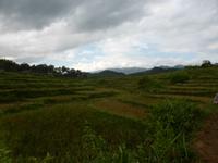 Reisterrassen, wohin das Auge schaut