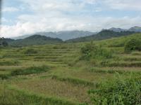 Reisterrassen, wohin das Auge schaut