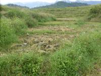 Der geerntete Reis wird in Büschel gebunden und zum Trocknen einige Tage ausgelegt, ...