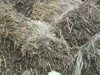 Abgeernteter Reis, zum Bündel gebunden.