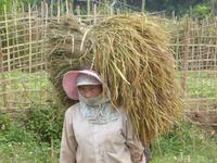 Bäuerin bei der Reisernte.