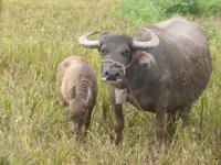 Wasserbüffel dürfen in die abgeernteten Reisfelder hinein.