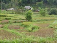 Reisterrassen, wohin man sieht.