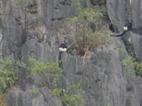 Wer sitzt denn da in der Felswand?