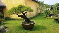 Ein Bonsai