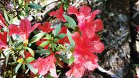 Rhododendron