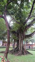 Luftwurzelbaum Literaturtempel, Hanoi