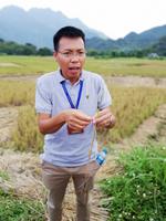 Reiseleiter Khoi erklärt den Reisanbau in Mai Chau