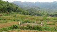 Reisfelderplantagen, Mai Chau