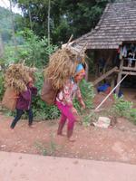 Thai transportieren schweres Reisstroh, Mai Chau