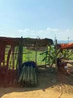 Zuckerrohr, Weg nach Ninh Binh