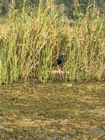kleiner Wegbegleiter, trockene Halong Bucht