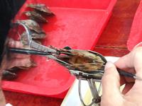 Perlenmuseum Ha Long  - Entwicklung von Perlen in Auster