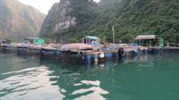 Schwimmendes Dorf Cua Van, Ha Long Bucht