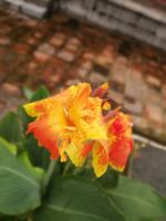 Farbenfrohe Blüte beim Grabmal von König Tu Duc