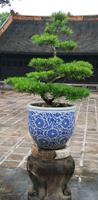 Bonsai beim Grabmal von König Tu Duc