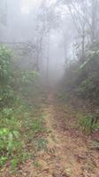 mystischer Nebel auf 1.500m Höhe, Bach Ma Nationalpark