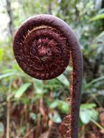 Flora im Bach Ma Nationalpark