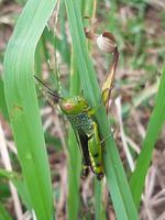 Grashüpfer im  Bach Ma Nationalpark