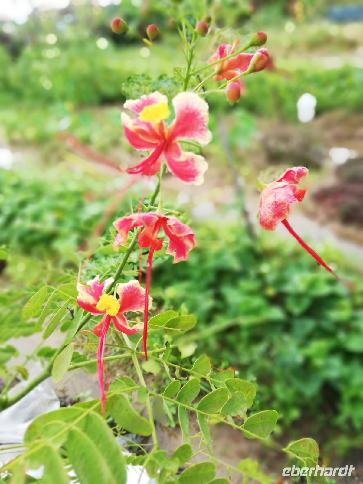 Fantastische Farben, Gemüsegarten Hoi An