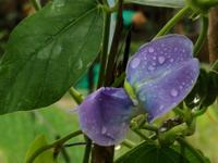 Fantastische Farben, Gemüsegarten Hoi An