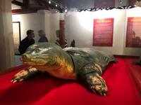 Schildkröte aus dem Hoan-Kiem-See Hanoi