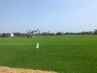 Reisfeld Nähe Hoi An Radtour