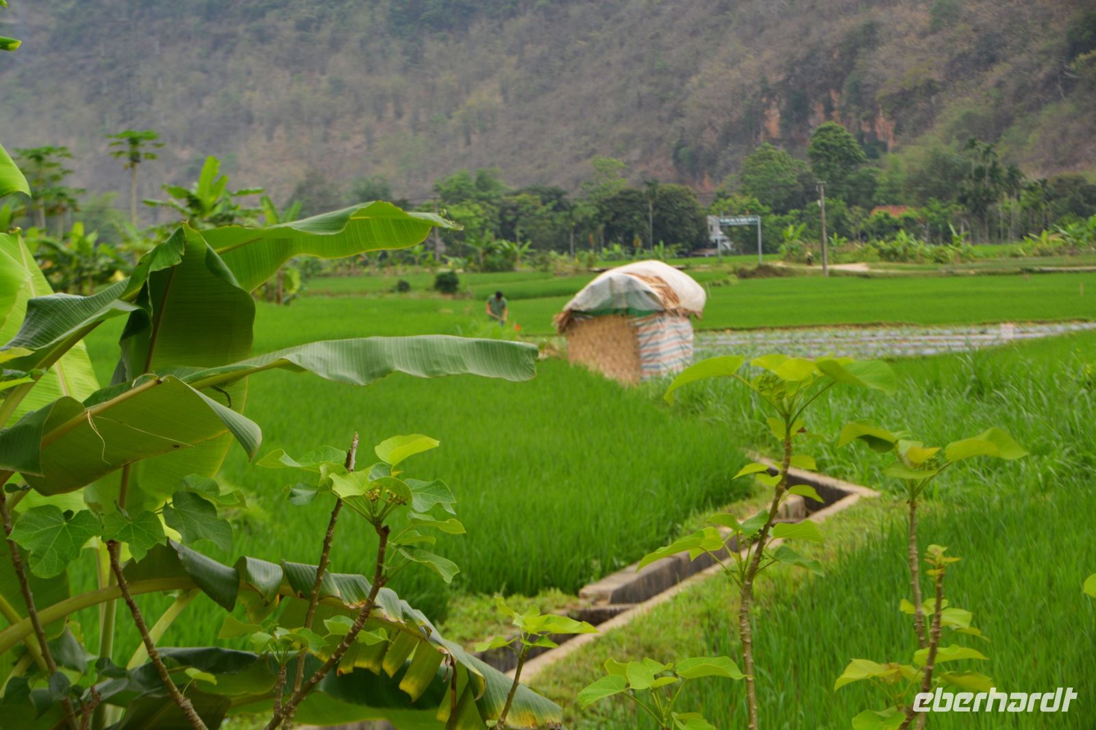 durch grüne Reisfelder